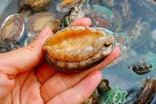 鲍鱼死后可以放几天？鲍鱼死后多久不能吃？