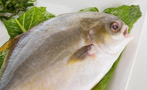 哺乳期可以吃金鲳鱼吗 哺乳期什么鱼不能吃 哺乳期可以吃金鲳鱼吗 哺乳期什么鱼不能吃