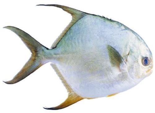 哺乳期可以吃金鲳鱼吗 哺乳期什么鱼不能吃 哺乳期可以吃金鲳鱼吗 哺乳期什么鱼不能吃