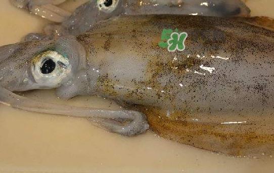 新鲜鱿鱼怎么保存?鱿鱼可以冷冻吗 新鲜鱿鱼怎么保存?鱿鱼可以冷冻吗