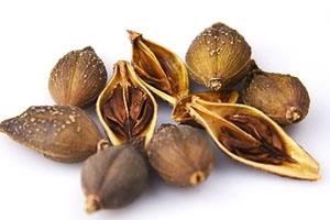 连翘可以直接泡水喝吗 治疗咽炎有奇效 连翘可以直接泡水喝吗 治疗咽炎有奇效