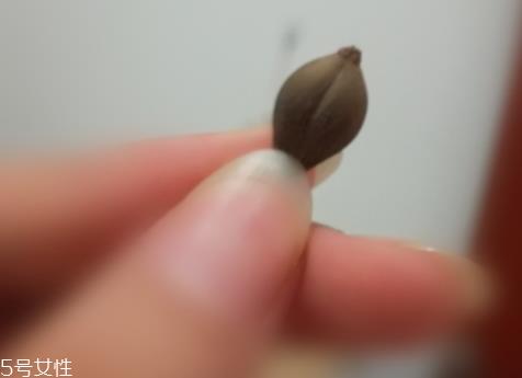 连翘可以直接泡水喝吗 治疗咽炎有奇效 连翘可以直接泡水喝吗 治疗咽炎有奇效