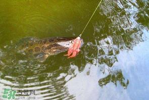 四月份能路亚黑鱼吗?路亚黑鱼什么时间最好? 四月份能路亚黑鱼吗?路亚黑鱼什么时间最好?