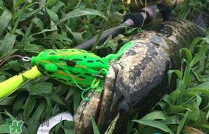 四月份能路亚黑鱼吗?路亚黑鱼什么时间最好? 四月份能路亚黑鱼吗?路亚黑鱼什么时间最好?