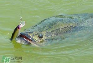 四月份能路亚黑鱼吗?路亚黑鱼什么时间最好? 四月份能路亚黑鱼吗?路亚黑鱼什么时间最好?