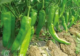 六月份可以种辣椒吗?辣椒几月份播种? 六月份可以种辣椒吗?辣椒几月份播种?