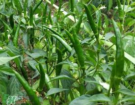 六月份可以种辣椒吗?辣椒几月份播种? 六月份可以种辣椒吗?辣椒几月份播种?