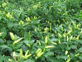 六月份可以种辣椒吗?辣椒几月份播种? 六月份可以种辣椒吗?辣椒几月份播种?