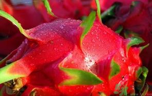 火龙果变软了还能吃吗?火龙果变软了可以吃吗? 火龙果变软了还能吃吗?火龙果变软了可以吃吗?