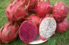 火龙果变软了还能吃吗?火龙果变软了可以吃吗? 火龙果变软了还能吃吗?火龙果变软了可以吃吗?