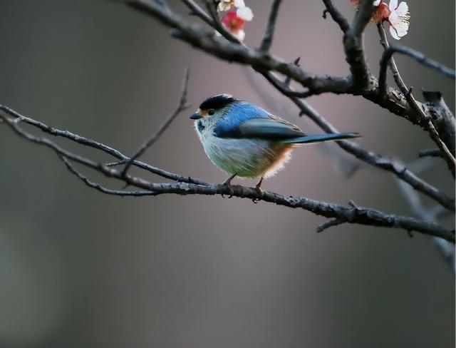 网络图片(侵删) 网络图片(侵删)