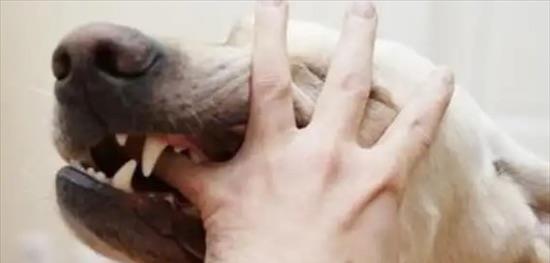 生活狂犬疫苗多少钱一针?需要打5针(花费在250 1500元)  1