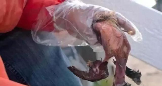 爱斯基摩人最喜欢的美食,比鲱鱼罐头都臭,中国吃货也扛不住!