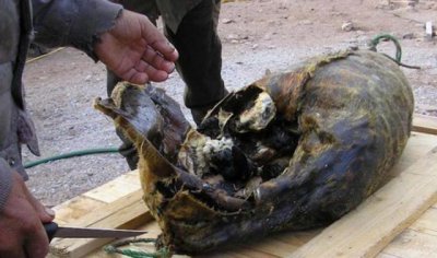 ​爱斯基摩人最喜欢的美食，比鲱鱼罐头都臭，中国吃货也扛不住！