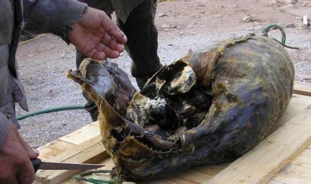 爱斯基摩人最喜欢的美食,比鲱鱼罐头都臭,中国吃货也扛不住!