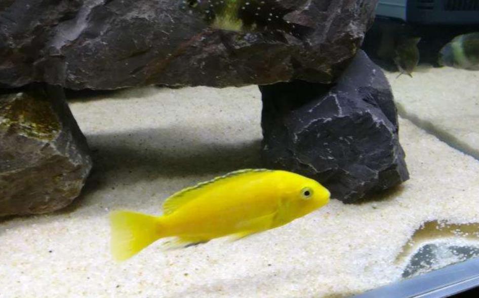 非洲王子鱼好看不好养，教你如何把非洲王子鱼养好