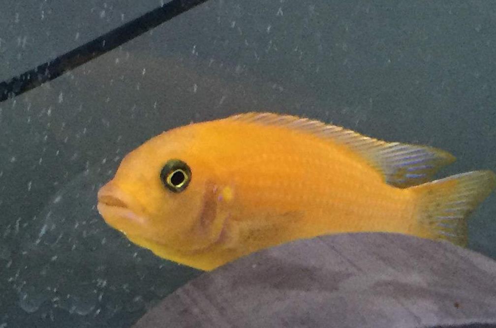 非洲王子鱼好看不好养，教你如何把非洲王子鱼养好