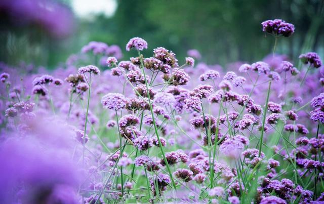 《亲爱的客栈》成功,归功它的取景地,看完节目真想身临其境