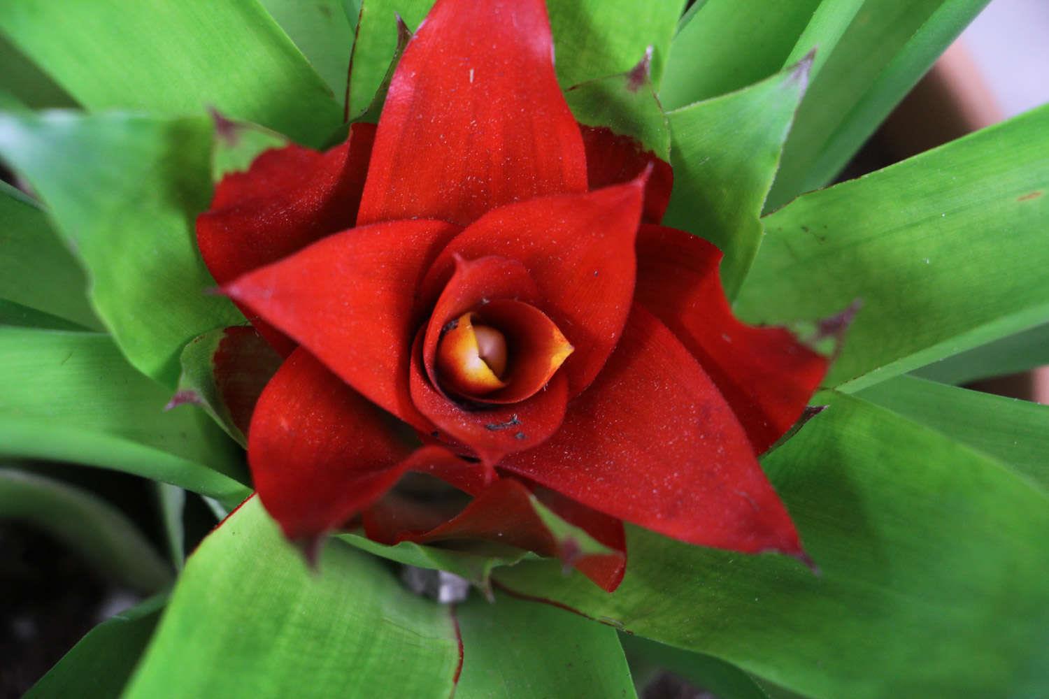 鸿运当头 鸿运当头