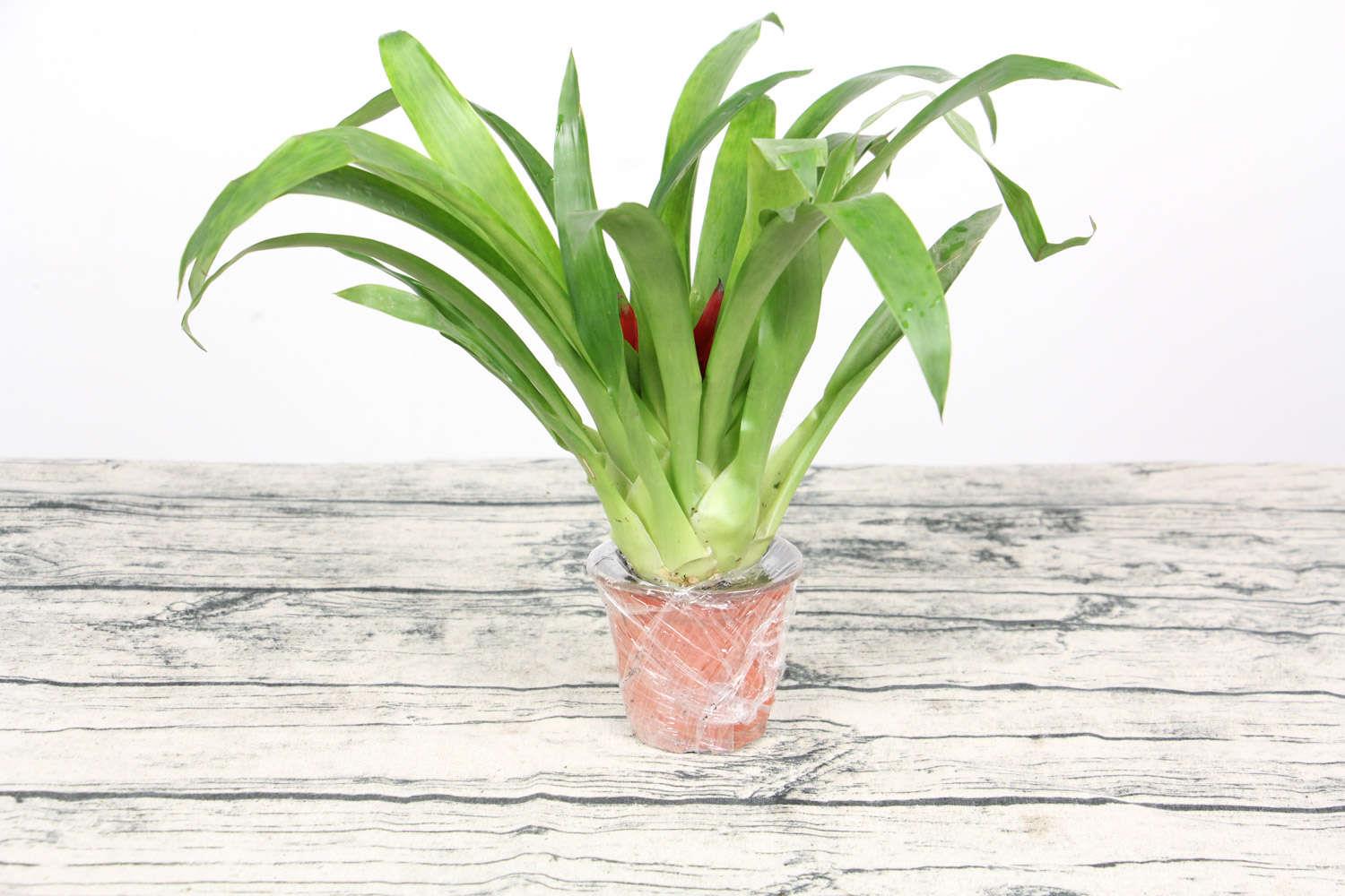 鸿运当头 鸿运当头