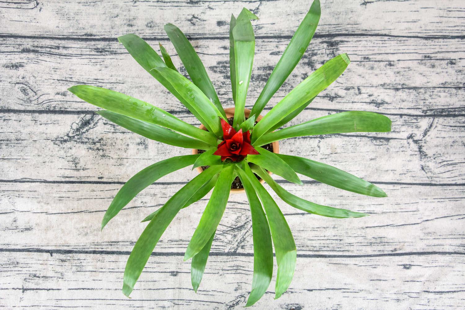 鸿运当头 鸿运当头