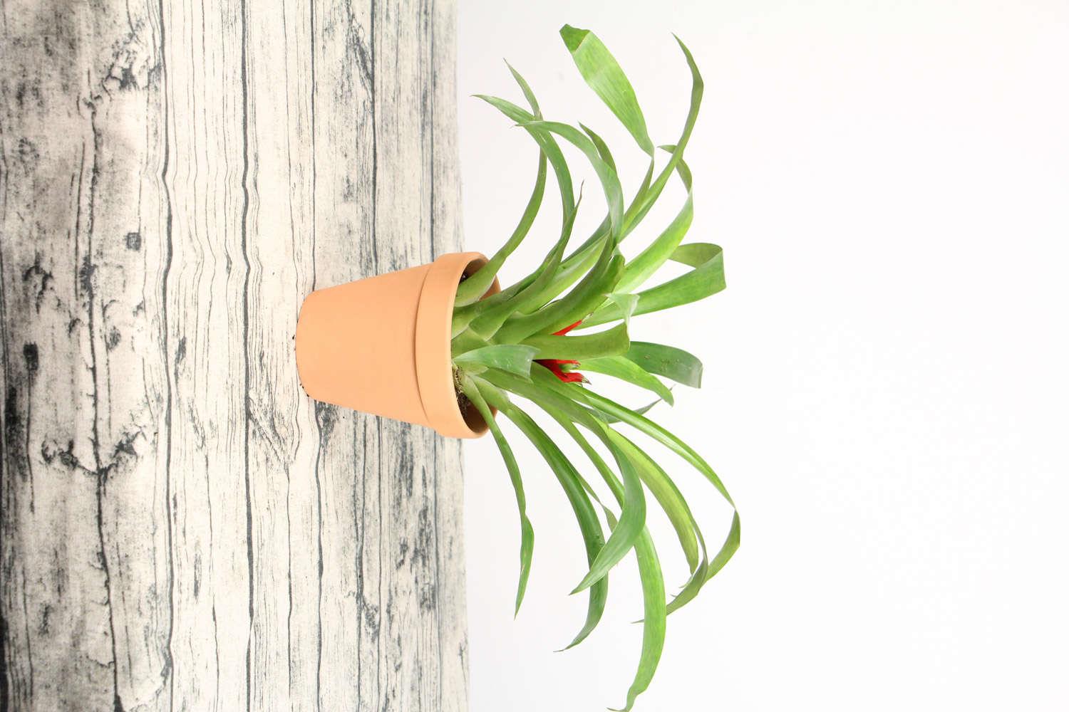 鸿运当头 鸿运当头