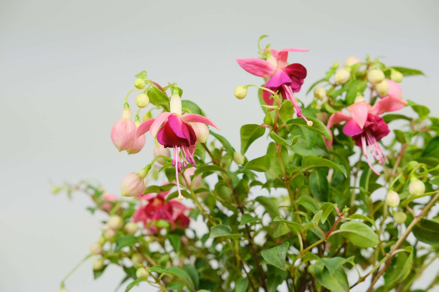 倒挂金钟 倒挂金钟