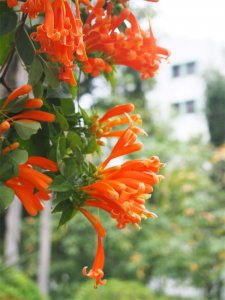 ​如何使炮仗花在圣诞开花