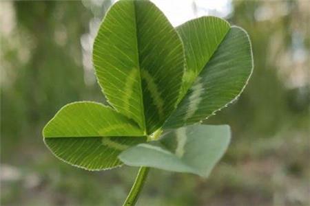 白车轴草 白车轴草