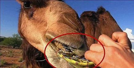 骆驼为什么喜欢吃仙人掌?老外好奇切开仙人掌后,真相让人诧异