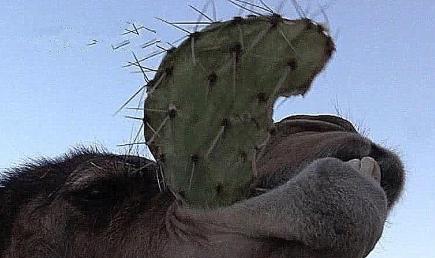 骆驼为什么喜欢吃仙人掌?老外好奇切开仙人掌后,真相让人诧异