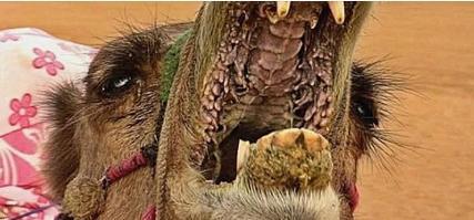 骆驼为什么喜欢吃仙人掌?老外好奇切开仙人掌后,真相让人诧异