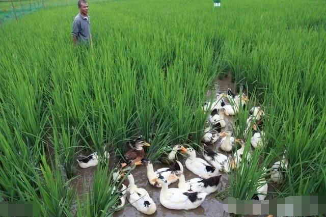 日本——为什么叫日本,你懂的吗?