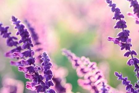 二者的产地区别 二者的产地区别