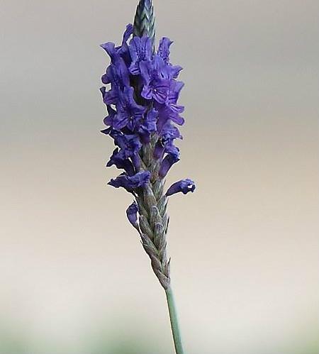 二者的形态区别 二者的形态区别