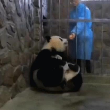 囧哥:一场游击战!英国居民扮成植物也要出门