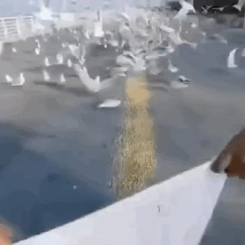 囧哥:一场游击战!英国居民扮成植物也要出门