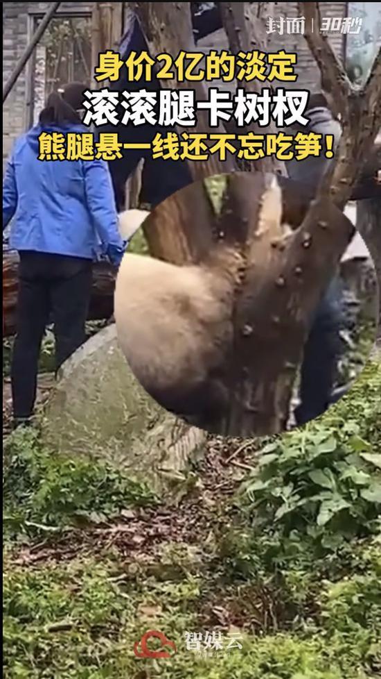 囧哥:一场游击战!英国居民扮成植物也要出门