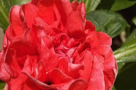 茶花凤仙 茶花凤仙