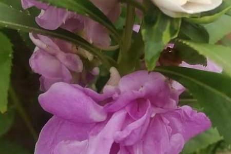 茶花凤仙 茶花凤仙