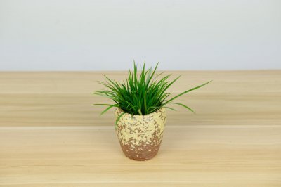 ​菖蒲的品种有哪些