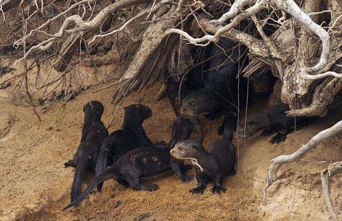 南美巨型水獭,以食人鱼为食,正面硬怼美洲豹、凯门鳄完全不怂!