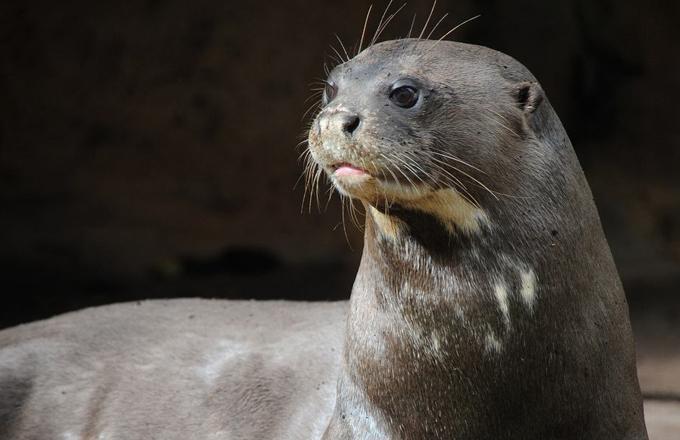 南美巨型水獭,以食人鱼为食,正面硬怼美洲豹、凯门鳄完全不怂!