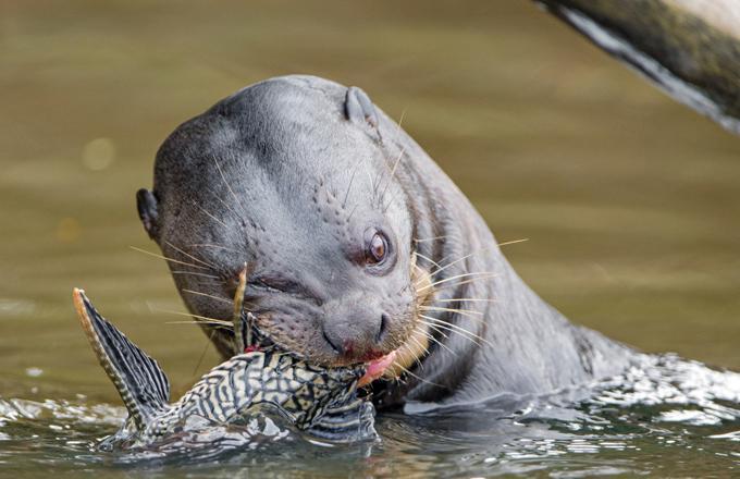 南美巨型水獭,以食人鱼为食,正面硬怼美洲豹、凯门鳄完全不怂!