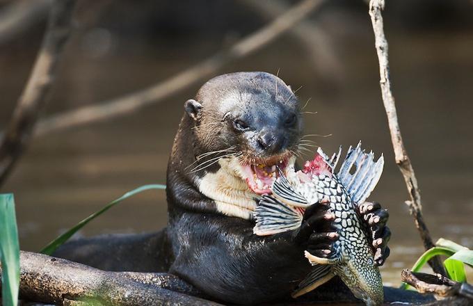 南美巨型水獭,以食人鱼为食,正面硬怼美洲豹、凯门鳄完全不怂!
