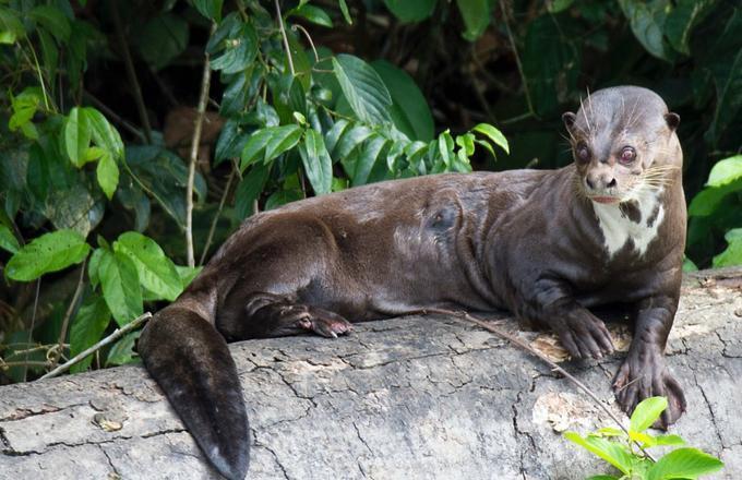 南美巨型水獭,以食人鱼为食,正面硬怼美洲豹、凯门鳄完全不怂!