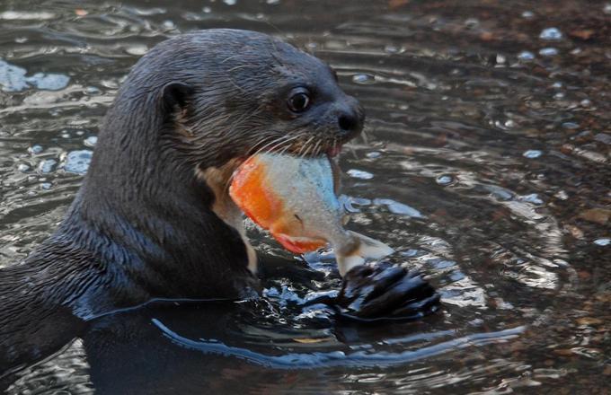 南美巨型水獭,以食人鱼为食,正面硬怼美洲豹、凯门鳄完全不怂!