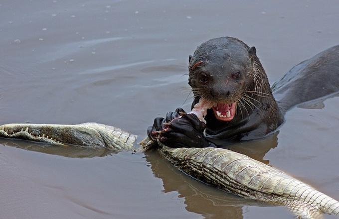 南美巨型水獭,以食人鱼为食,正面硬怼美洲豹、凯门鳄完全不怂!