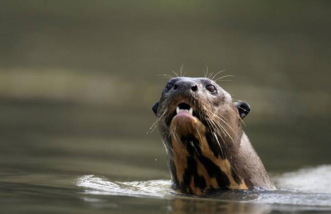 南美巨型水獭,以食人鱼为食,正面硬怼美洲豹、凯门鳄完全不怂!