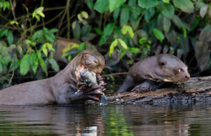 南美巨型水獭,以食人鱼为食,正面硬怼美洲豹、凯门鳄完全不怂!